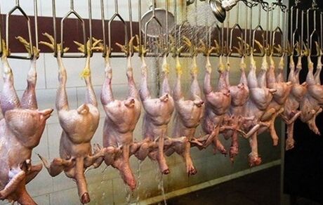  افزایش 105 درصدی قیمت مرغ طی یک سال + جدول قیمت