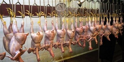 افزایش 105 درصدی قیمت مرغ طی یک سال + جدول قیمت