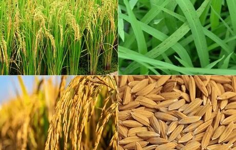 تولید ۷.۸ میلیون تن محصولات کشاورزی در استان مازندران