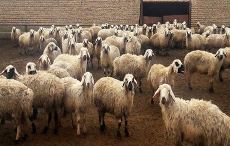 آیا "دامدار کارت" می تواند مشکلات دامداران را حل کند؟