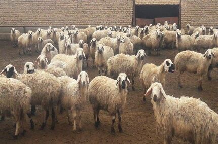 آیا "دامدار کارت" می تواند مشکلات دامداران را حل کند؟