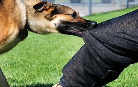 بیماری هاری در تهران / دو نفر فوت کردند