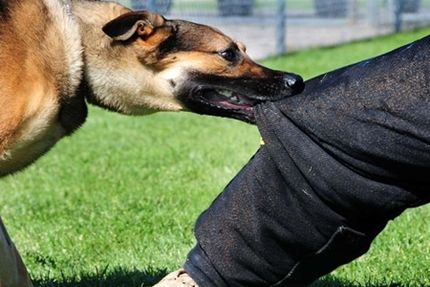 بیماری هاری در تهران / دو نفر فوت کردند