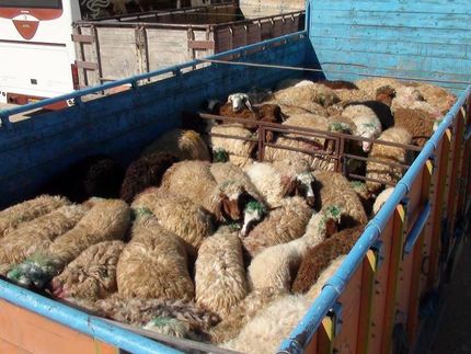 قاچاق دام از مرزهای غربی کشور/قیمت گوشت سرکوب می‌شود