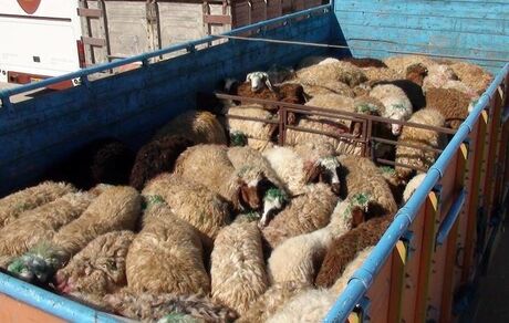 قاچاق دام از مرزهای غربی کشور/قیمت گوشت سرکوب می‌شود