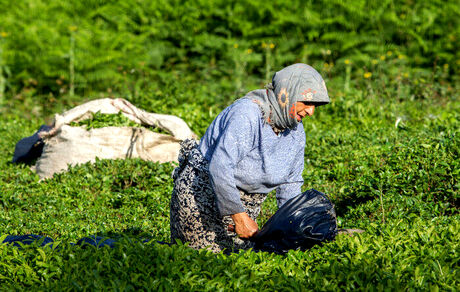 تاکنون، ۲۵ هزار تن برگ سبز چای خریداری شده است