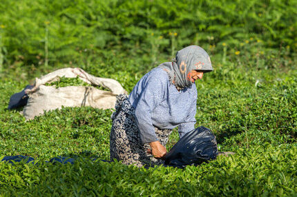 تاکنون، ۲۵ هزار تن برگ سبز چای خریداری شده است