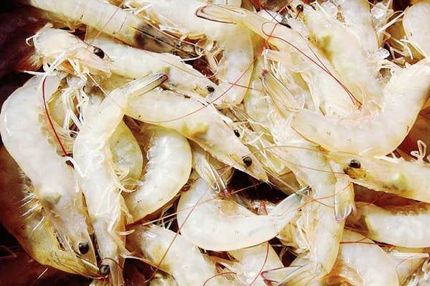 ممنوعیت صید میگوی سفید در استان خوزستان