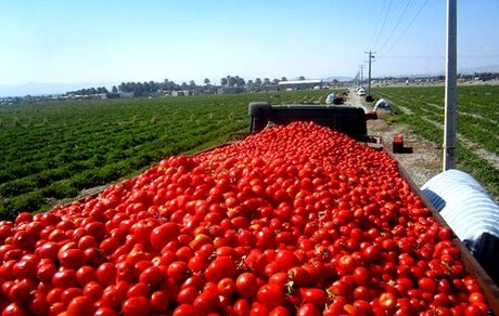 بازار خیار و گوجه فرنگی تثبیت شد
