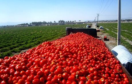 بازار خیار و گوجه فرنگی تثبیت شد