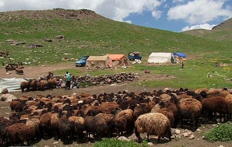 خرید دام مازاد عشایر به قیمت هر کیلو ۴۵ هزار تومان