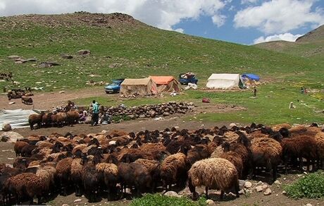 خرید دام مازاد عشایر به قیمت هر کیلو ۴۵ هزار تومان