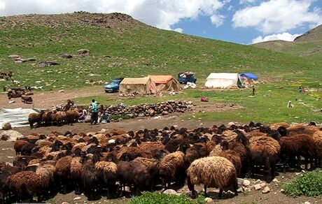 خرید دام مازاد عشایر به قیمت هر کیلو ۴۵ هزار تومان