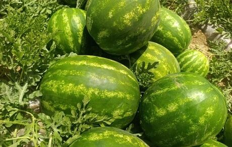 صادر شدن ۴۰۰ تن هندوانه جهرم به بازارهای خارجی
