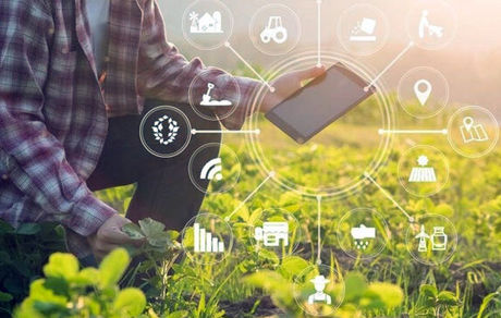 رئیس سازمان حفظ نباتات: کشاورزان برای تأمین امنیت غذایی کشور جهاد می‌کنند