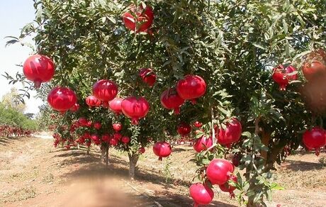 خشکسالی تولید انار در استان خراسان جنوبی را ۲۰ درصد کم کرد