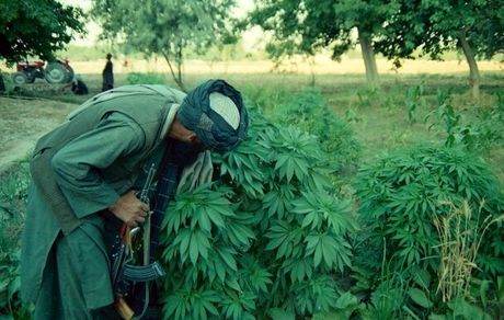 وزارت کشور طالبان: برای فرآوری حشیش با شرکت آلمانی توافق شده، نه استرالیایی!