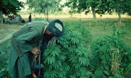 وزارت کشور طالبان: برای فرآوری حشیش با شرکت آلمانی توافق شده، نه استرالیایی!