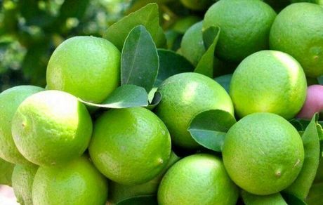 خرید تضمینی ۲۰۰۰ تن لیموترش از باغداران رودان
