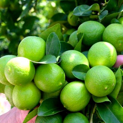 خرید تضمینی ۲۰۰۰ تن لیموترش از باغداران رودان