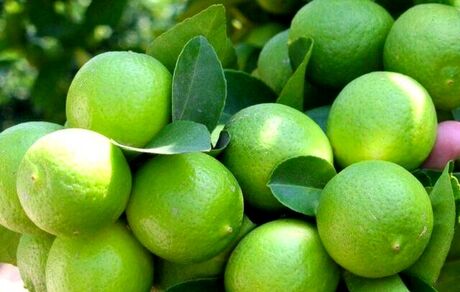 خرید تضمینی ۲۰۰۰ تن لیموترش از باغداران رودان