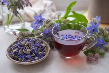 گل گاوزبان؛ آرامش در یک فنجان