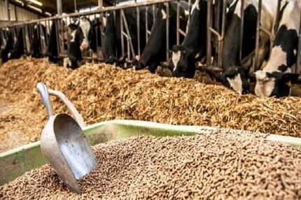 حفظ ثبات در بازار نهاده‌های دامی سیاست حمایتی دولت