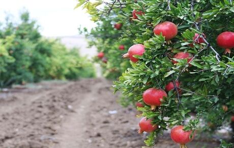 برداشت هزار تن انار از باغات فنوج استان سیستان و بلوچستان