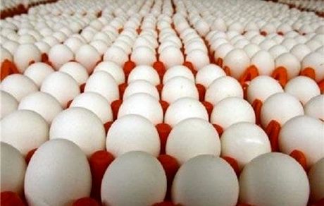انتقاد رئیس هیئت مدیره اتحادیه مرغ تخم گذار استان تهران از مسوولان