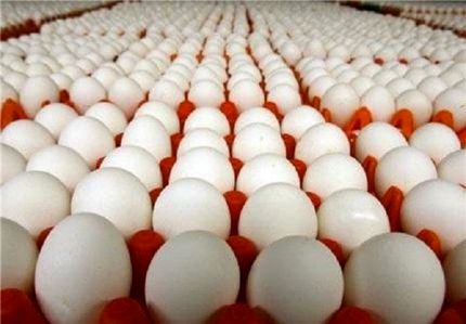 انتقاد رئیس هیئت مدیره اتحادیه مرغ تخم گذار استان تهران از مسوولان
