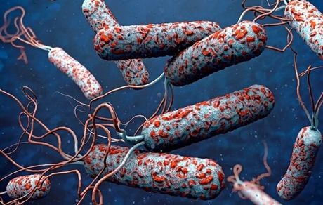 ابتلاء ۵ نفر به وبا در خراسان رضوی