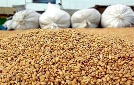 دپوی ۲.۷ میلیون تنی خوراک دام و طیور در گمرک