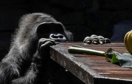 گوریل‌ها به ساخت دارو کمک می‌کنند
