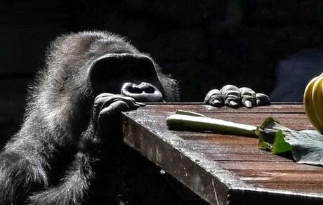 گوریل‌ها به ساخت دارو کمک می‌کنند