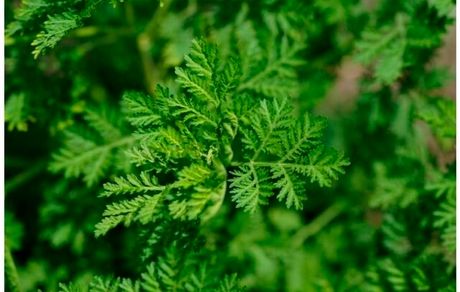 گیاهی که احتمالا می‌تواند سرطان تخمدان را درمان کند