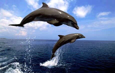 دانشمندان صحبت تنهایی یک دلفین را ضبط کردند