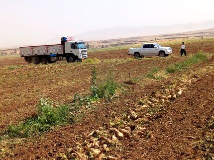 آغاز برداشت چندرقند در قصرشیرین