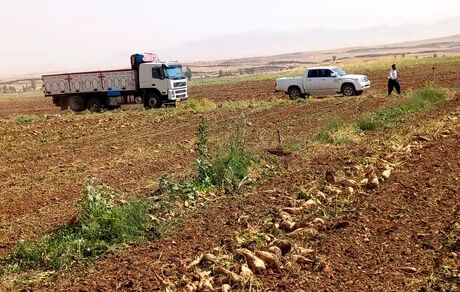آغاز برداشت چندرقند در قصرشیرین