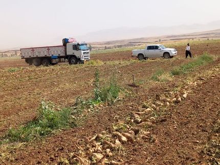 آغاز برداشت چندرقند در قصرشیرین