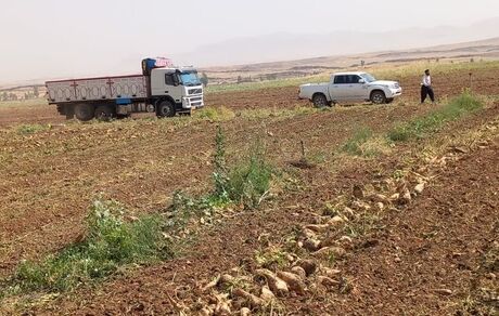 آغاز برداشت چندرقند در قصرشیرین