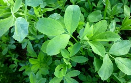 تضمین سلامتی کامل با گیاه یونجه