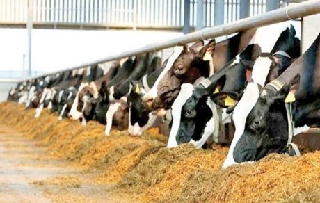 نرخ مصوب شیرخام ۲۹ هزار و ۵۰۰ تومان است