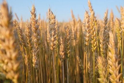 خریداری ۱۳۹ هزار تن گندم در استان اردبیل