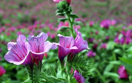 خواص درمانی گل گاوزبان در طب سنتی