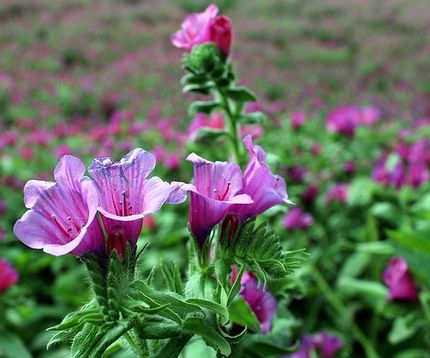 خواص درمانی گل گاوزبان در طب سنتی