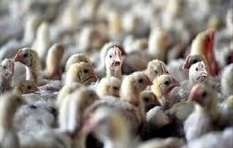 اعلام پایان بیماری آنفلوانزای فوقحاد پرندگان در ایران