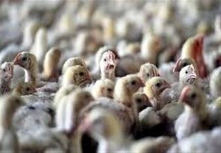 اعلام پایان بیماری آنفلوانزای فوقحاد پرندگان در ایران
