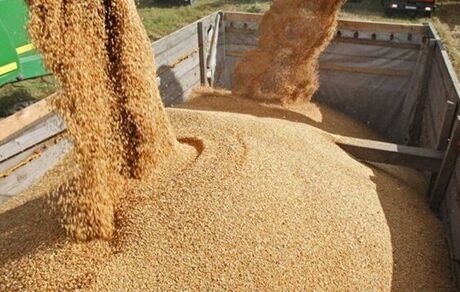 اجرای موفقیت‌آمیز طرح یکپارچه‌سازی واردات و توزیع نهاده‌های دامی با ارز دولتی