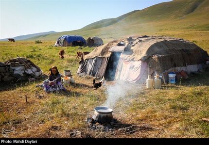 تامین ۱۰۰ هزار تن نهاده دامی برای عشایر/ راه اندازی ایستگاه های خرید دام عشایری