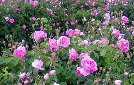ایران تولیدکننده ۷۰ درصد گل محمدی جهان